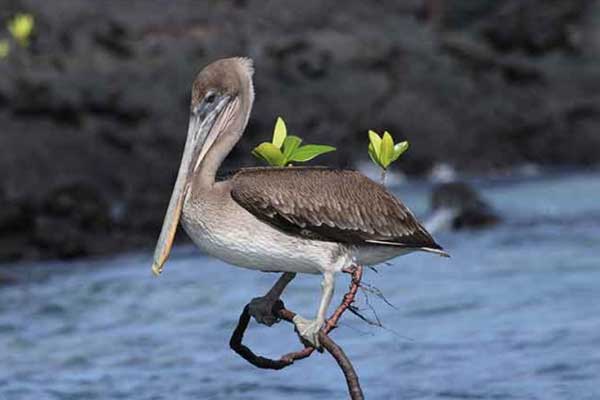 Baltra Island