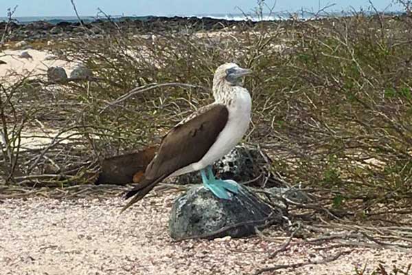 blue-footed boobie