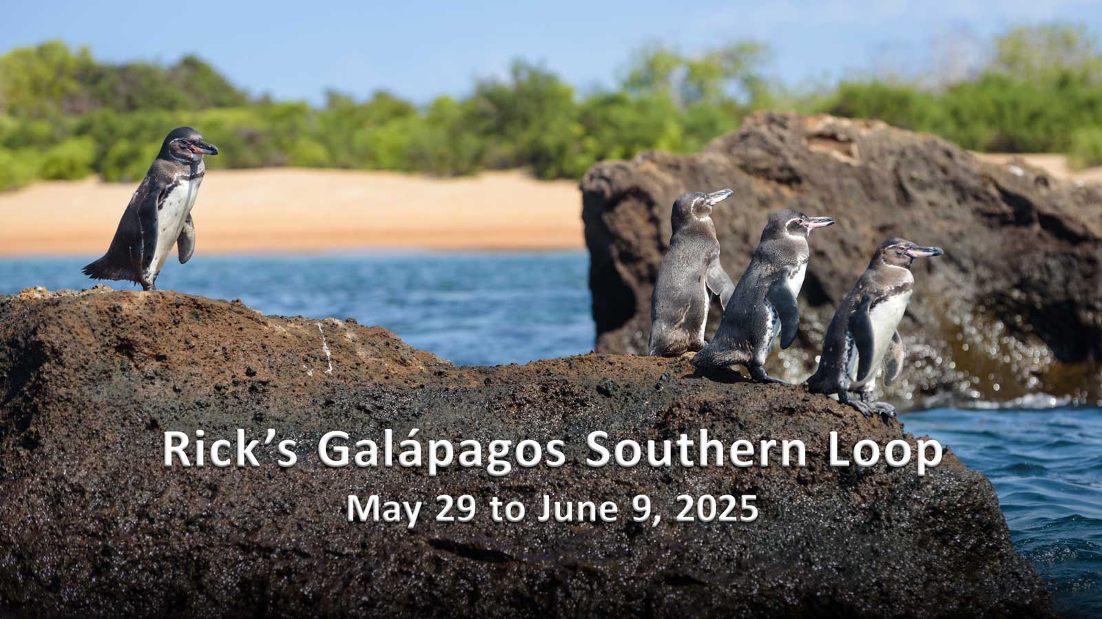 Rick's Galapagos